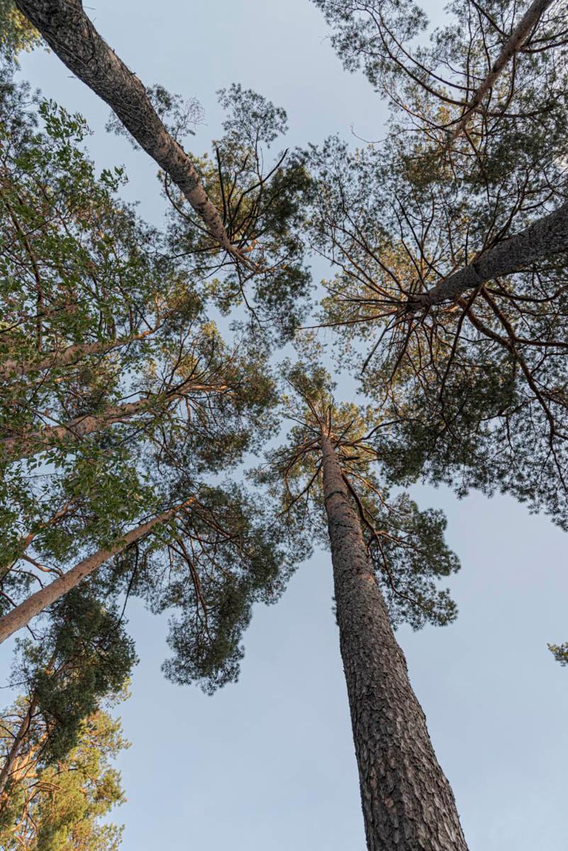 Luxury With Sauna In The Pine Forest Close To Centre VNO